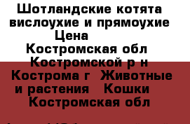 Шотландские котята -вислоухие и прямоухие  › Цена ­ 2 000 - Костромская обл., Костромской р-н, Кострома г. Животные и растения » Кошки   . Костромская обл.